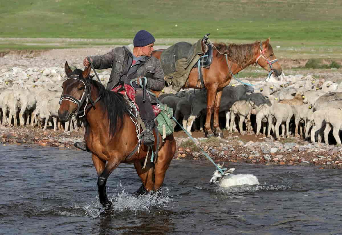 Kasakhisk fårehyrde til hest.
