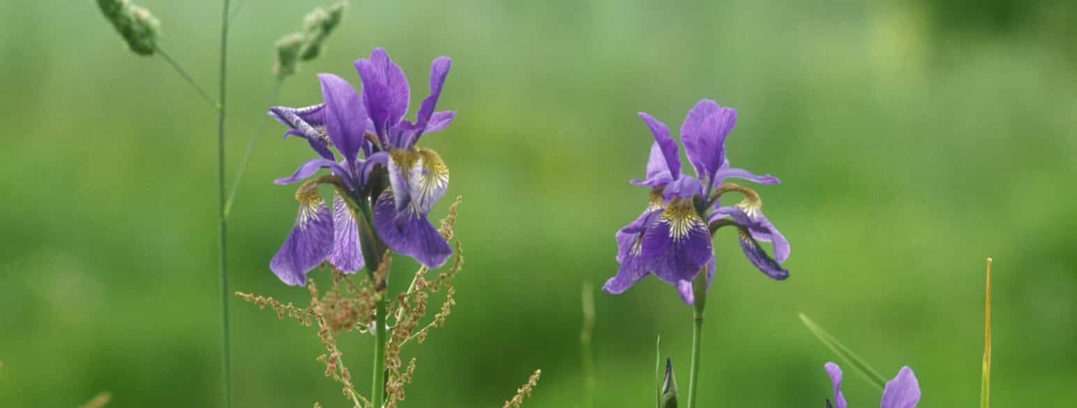 I Danmark findes blå iris (Iris spuria) kun vildtvoksende på Vestamager og Saltholm