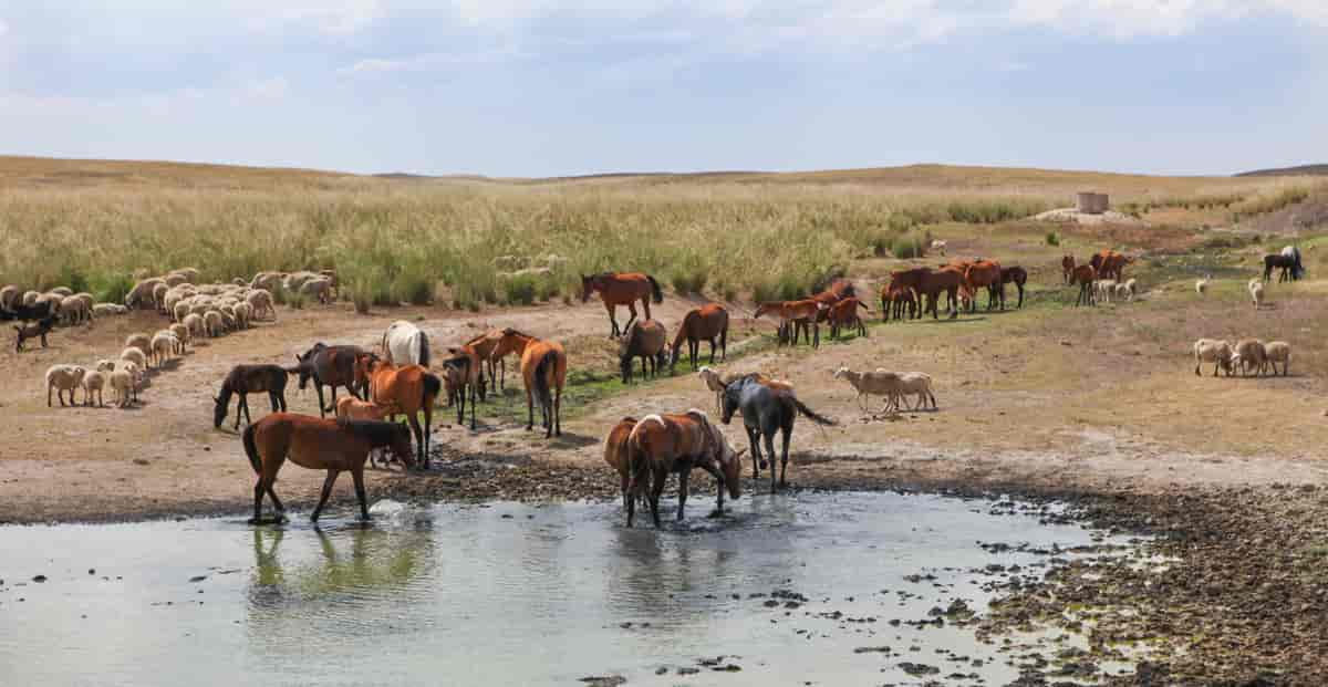 Heste på steppen i Kasakhstan