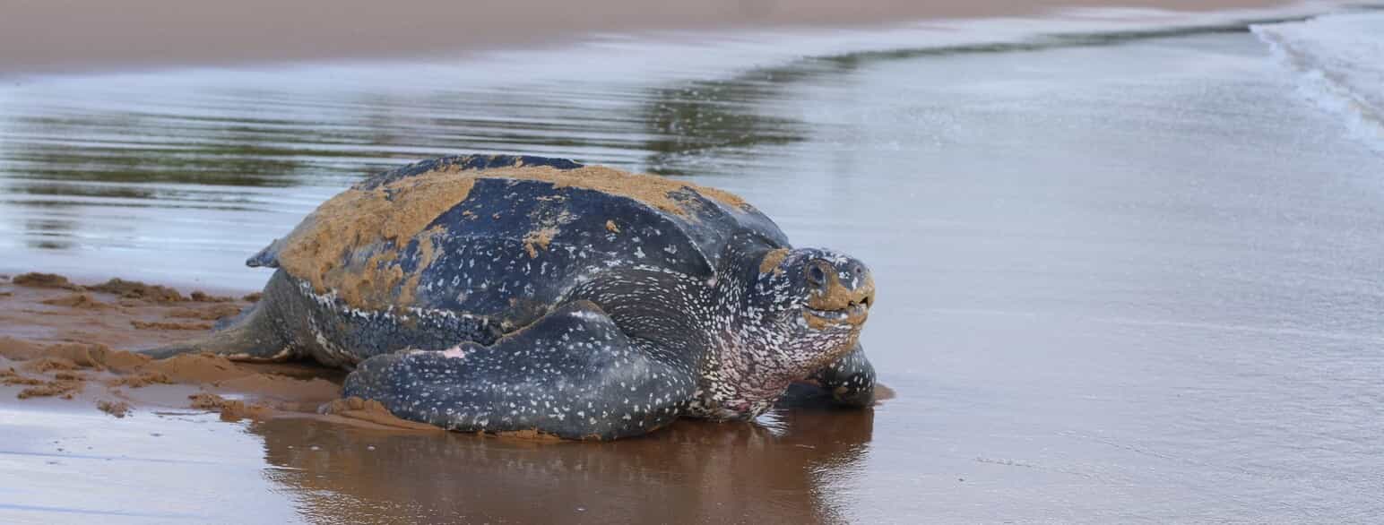 En læderskildpadde (Dermochelys coriacea) er på vej tilbage til havet efter at have lagt æg på en strand i Fransk Guyana
