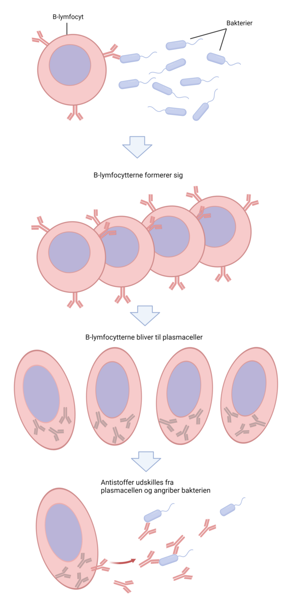 B-lymfocytter