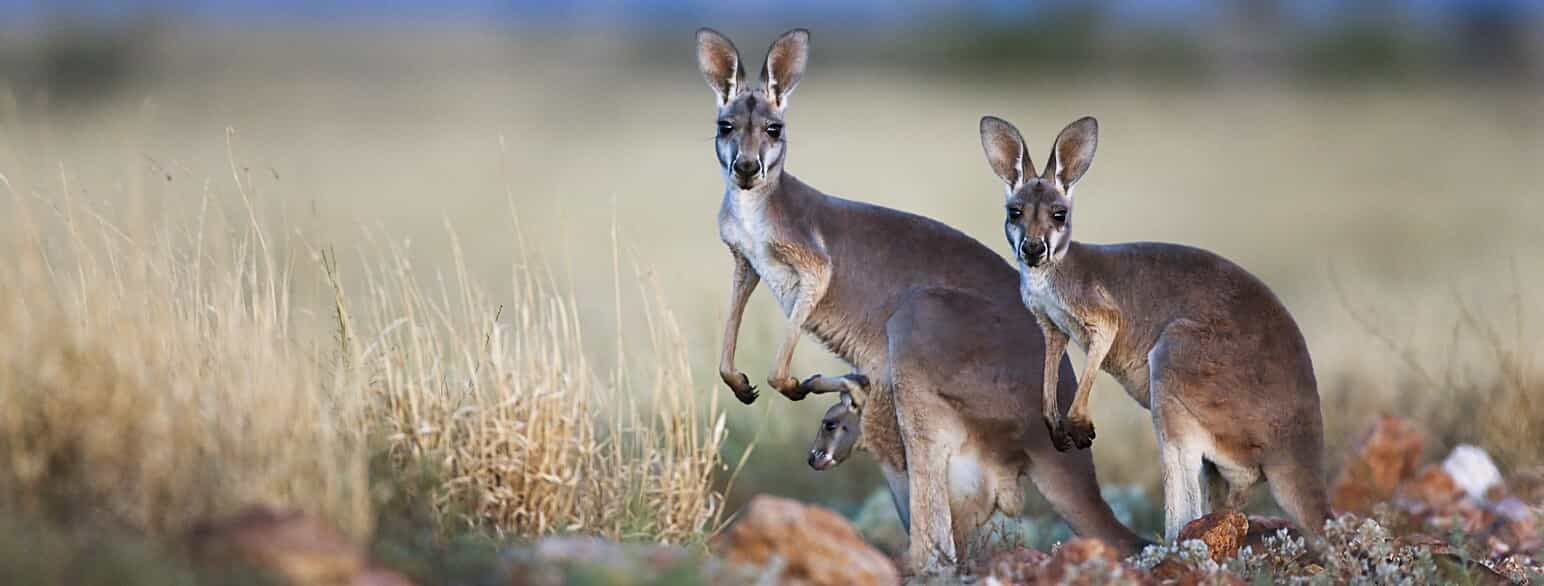 Hun af rød kæmpekænguru (Osphranter rufus) med to unger i Sturt National Park, Australien