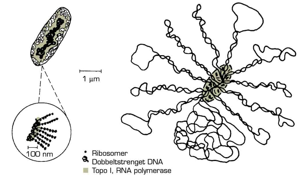 Eschericia coli's kromosom 