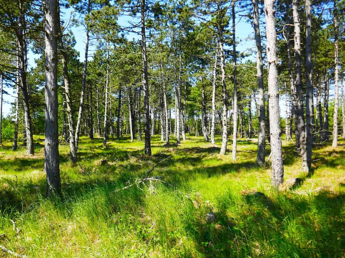 Skoven på Nordby Hede, 2024.