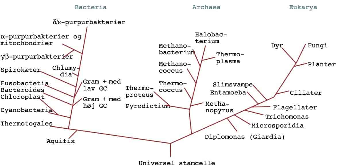 Det universelle fylogenetiske træ