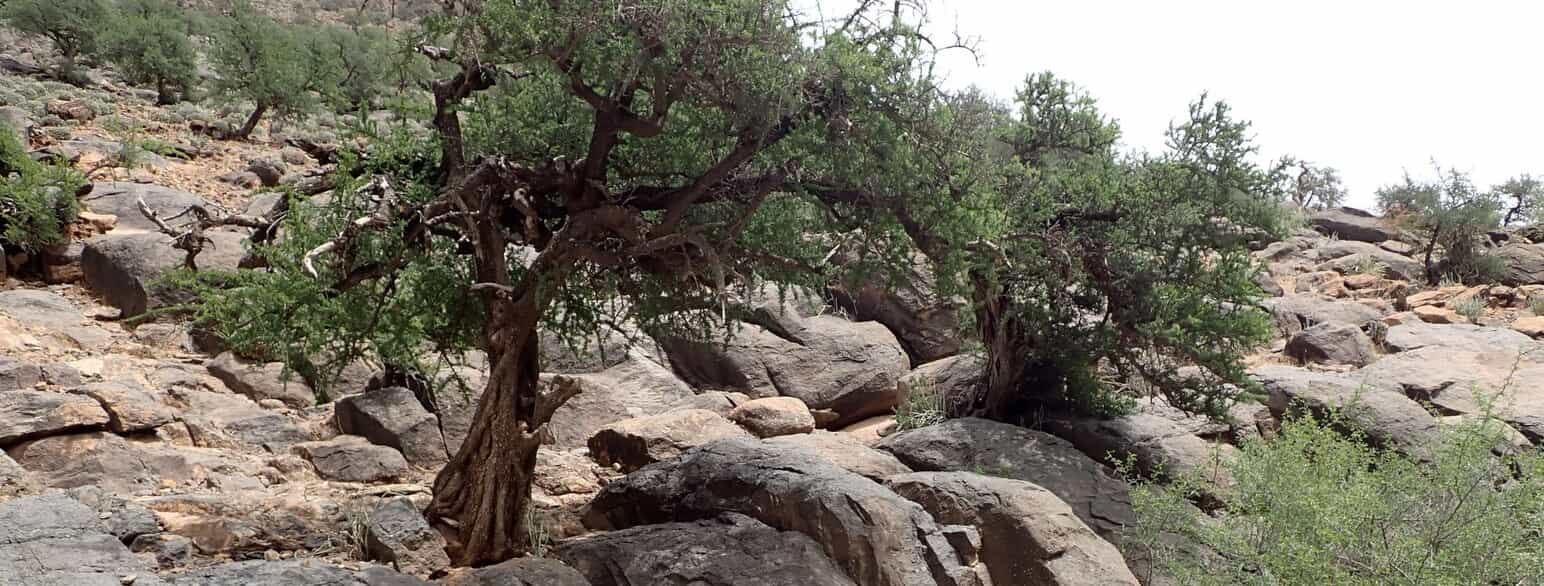 Argantræer (Sideroxylon spinosum) i Tiznit-provinsen i Marokko