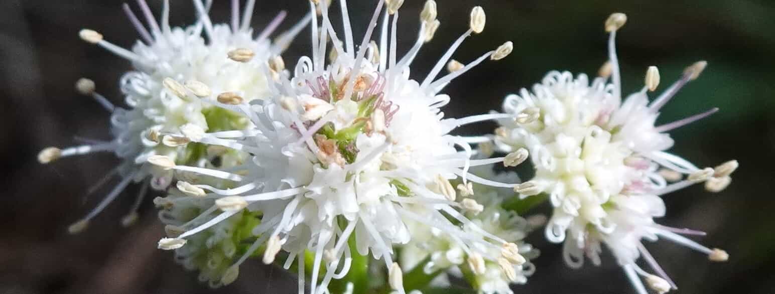 Blomsterhoveder af sanikel (Sanicula europaea)