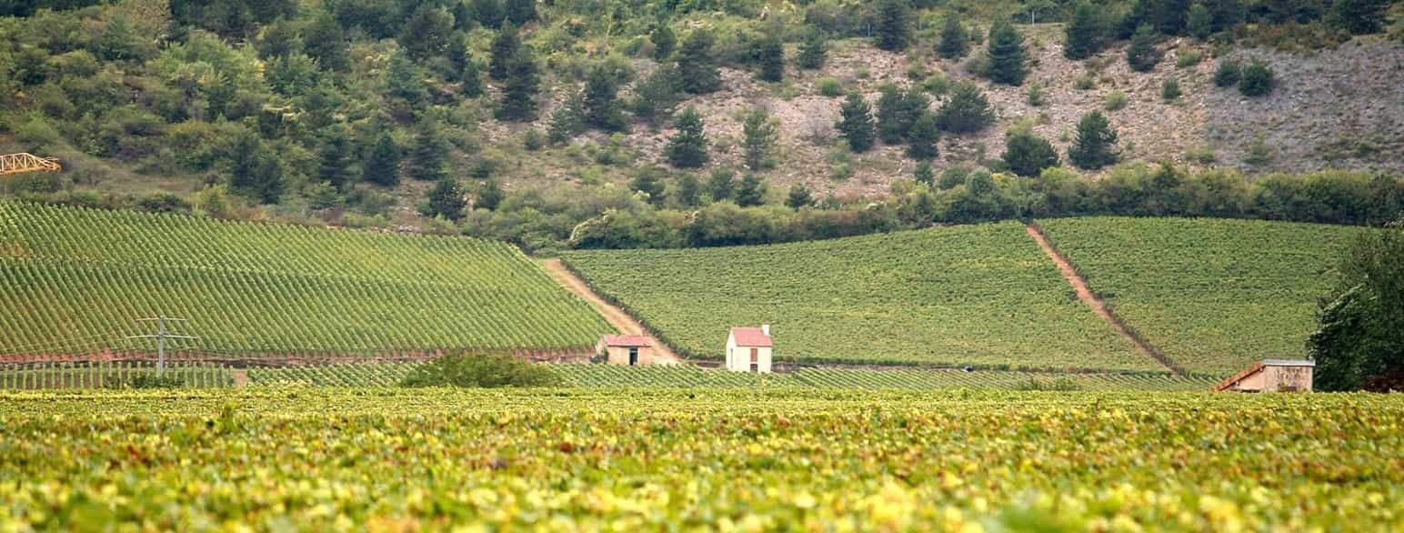 Vinmarker i Bourgogne