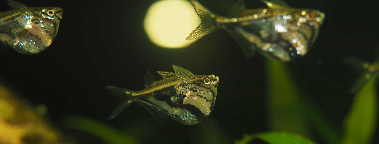 Carnegiella strigata er en op til 3,5 cm lang øksefisk fra det centrale Sydamerika. Den er en populær akvariefisk