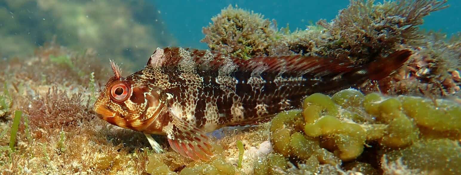 Slimfisken Parablennius gattorugine er udbredt langs den nordøstlige Atlanterhavskyst samt i Middelhavet og Marmarahavet