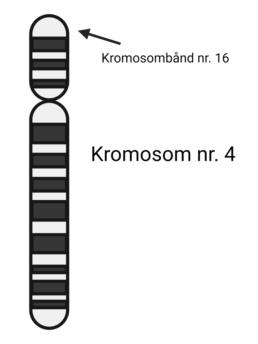 Kromosom nr. 4