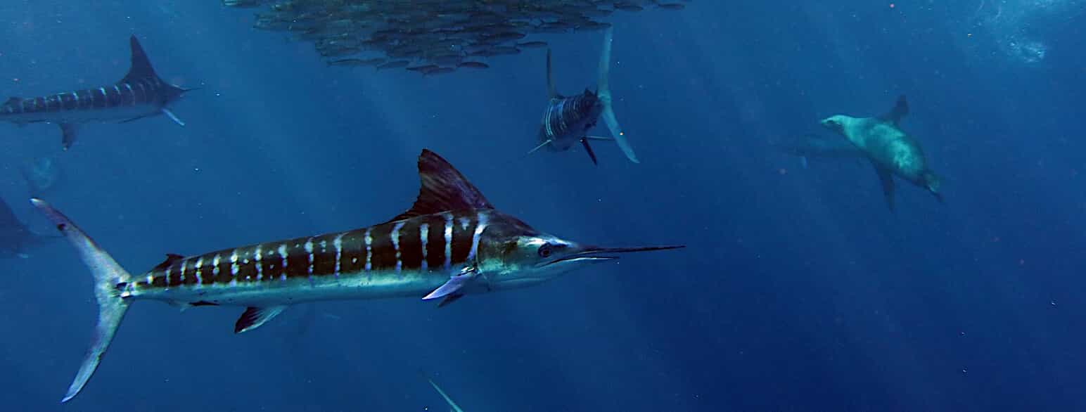 Stribet marlin (Kajikia audax) er udbredt i Det Indiske Ocean og Stillehavet. Den kan blive op til ca. 4 m lang og veje over 400 kg