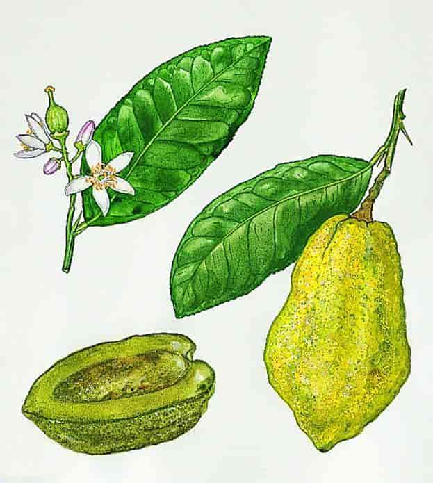 Tegning af en kvist med blomst, en kvist med lang gul citrusfrugt og gulgrøn skal af en halv frugt.