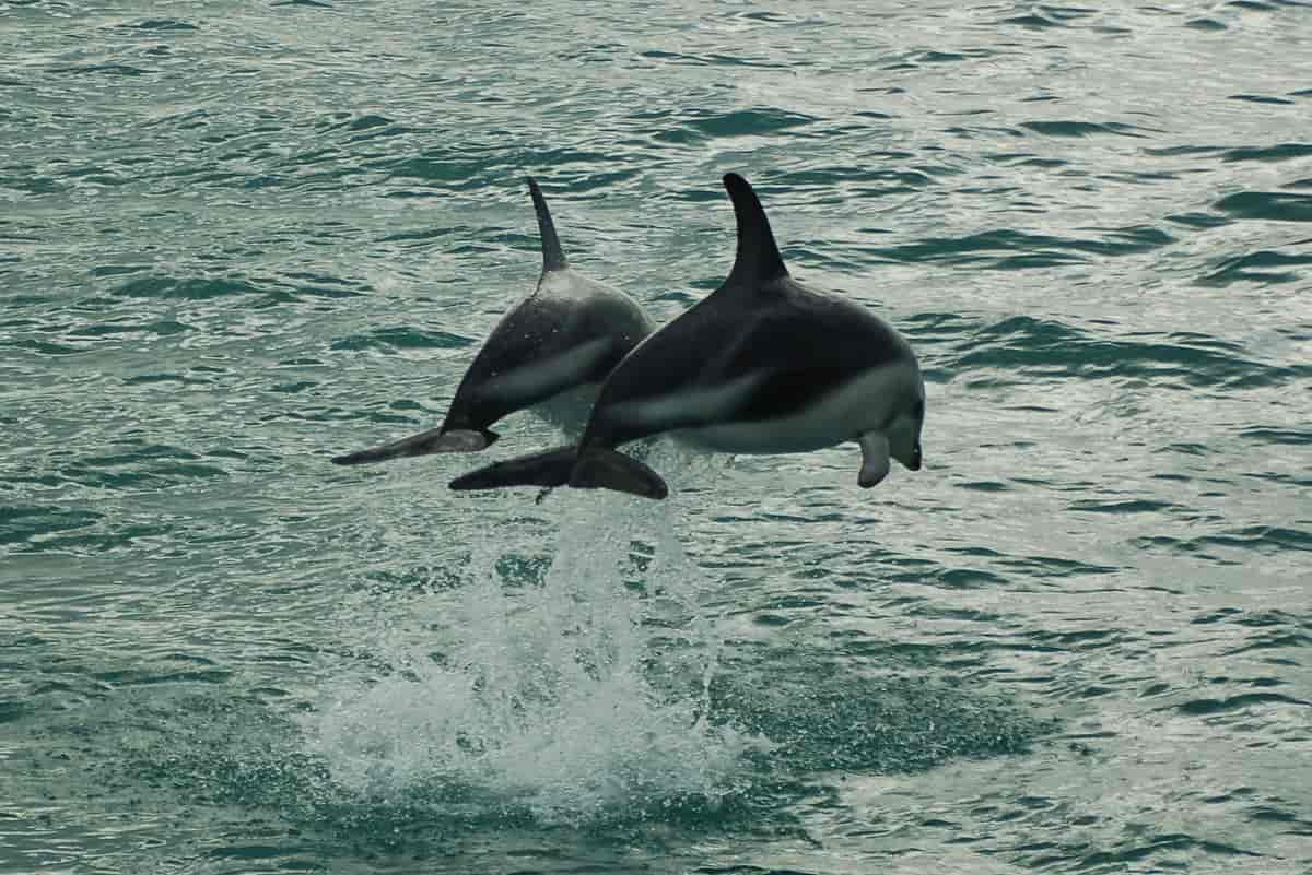 Delfiner.