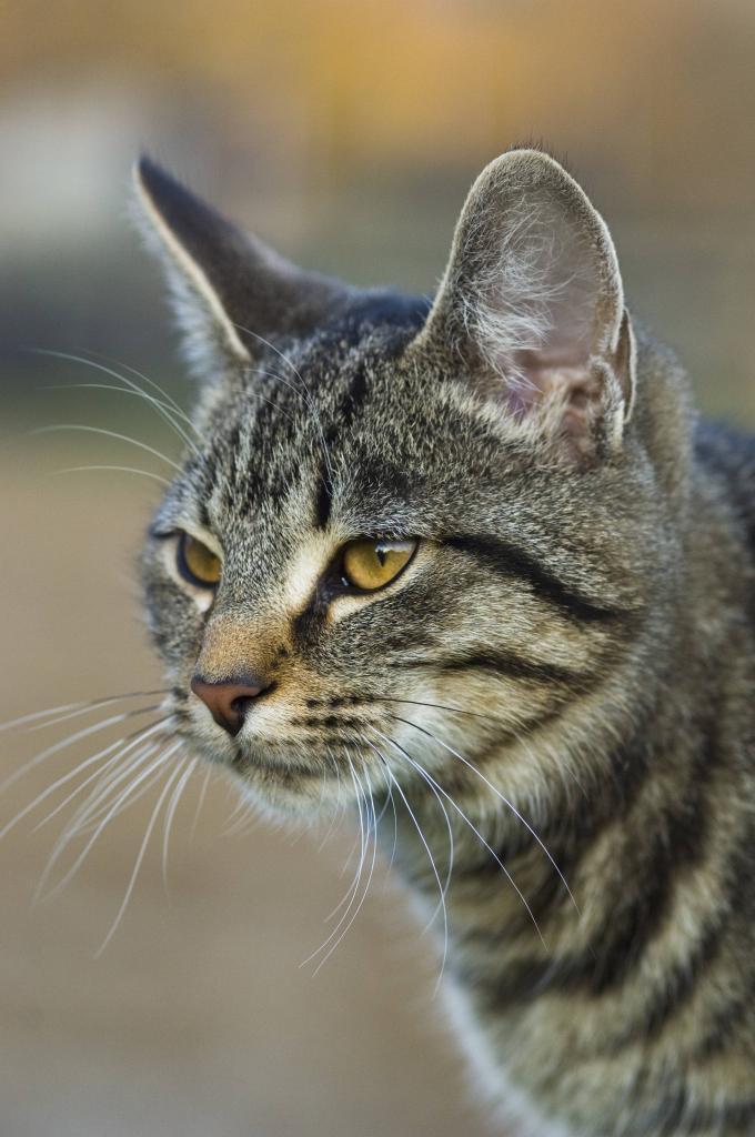 akademisk greb Shah katte - Adfærd, levevis og tæmningen af katte - lex.dk