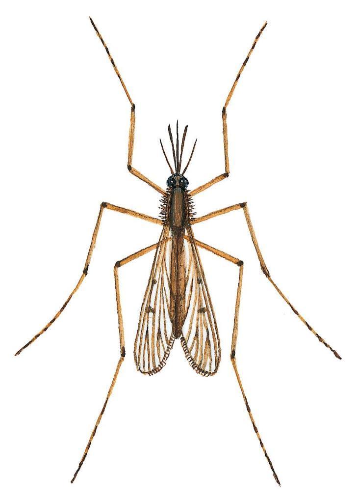 myg Læs om de mange forskellige arter -