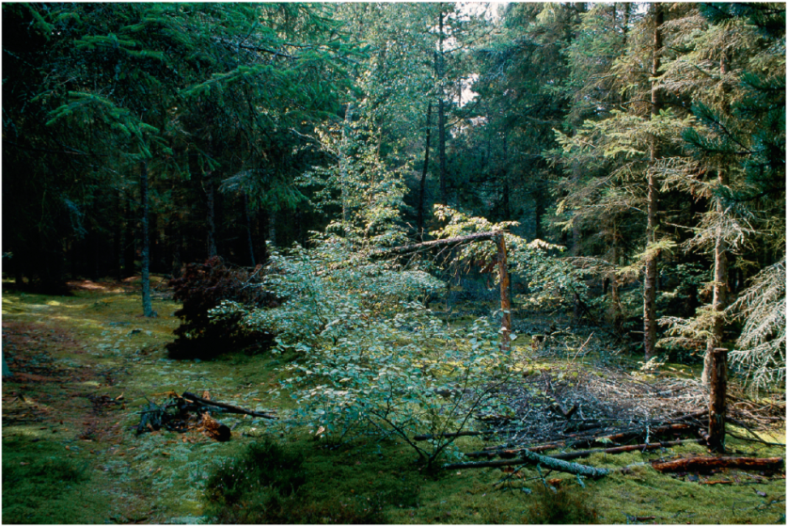 Skovbrugets kontra granskov | lex.dk Naturen i