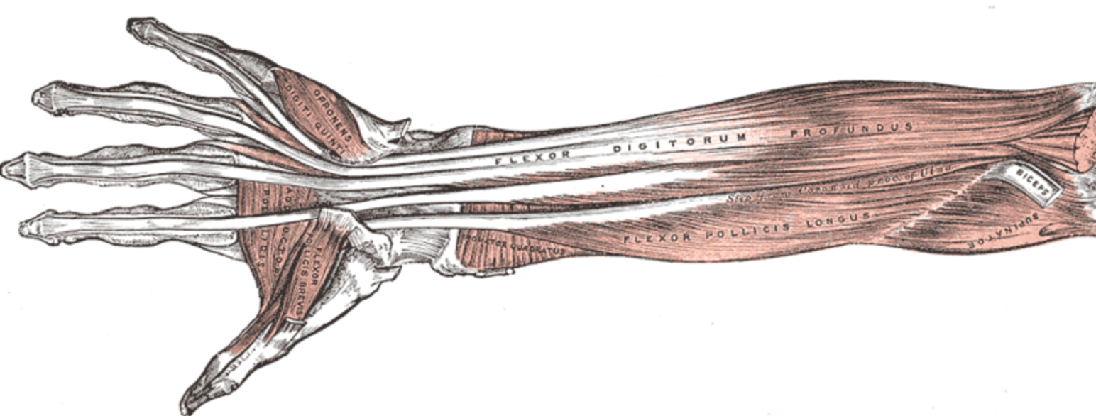 Illustration af underarm fra "Gray's Anatomy"