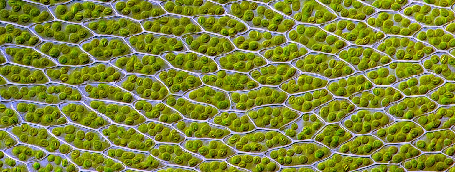 Bladcellerne i hårspidset bryum indeholder runde kloroplaster