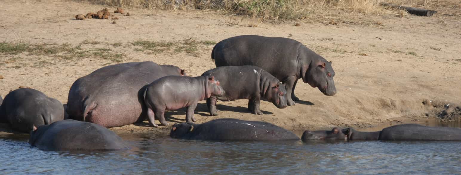 Flok af almindelig flodhest (Hippopotamus amphibius) på flodbred.