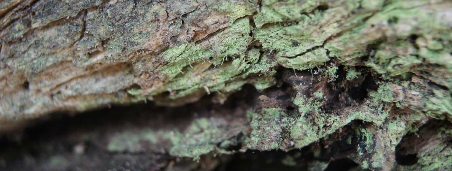 Grønalgen "grønlig knappenålslav" (Chaenotheca chlorella), 2012 (udsnit)