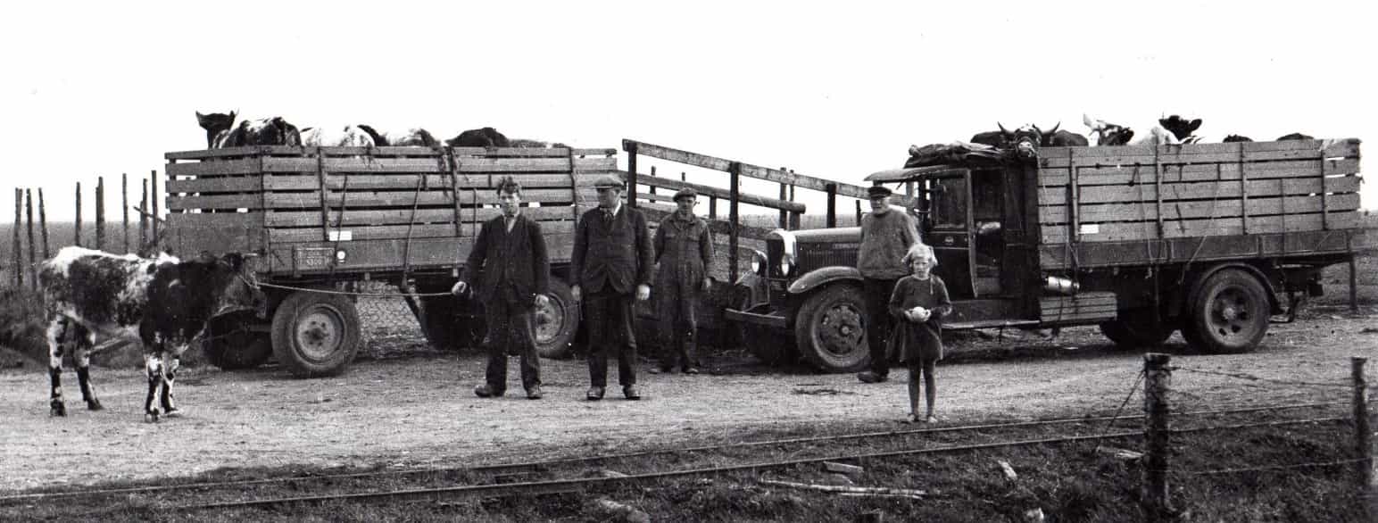 Kreaturerne er kørt ud til fennerne i Store Vildmose, 1938