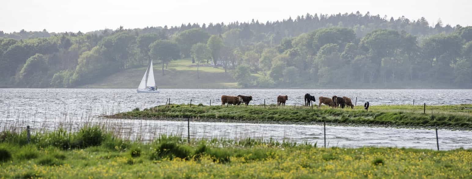 Køer ved Mariager Fjord