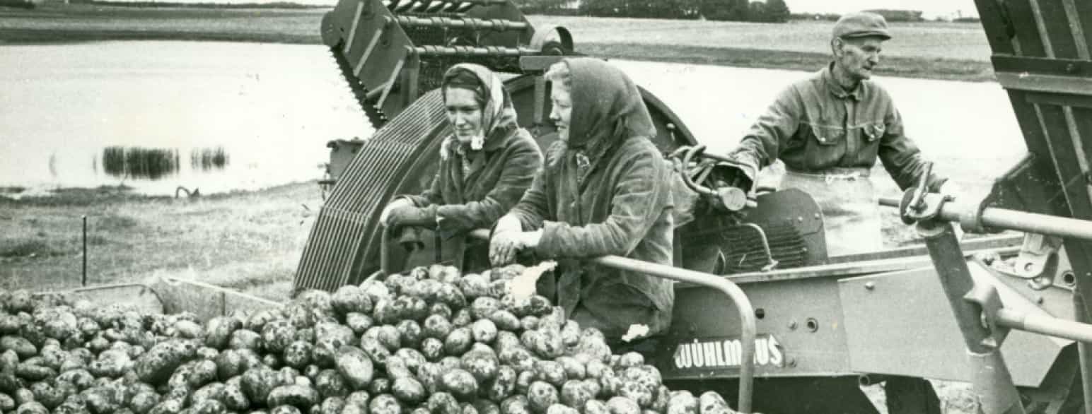 Kartoffelhøst ved Hobro i 1976