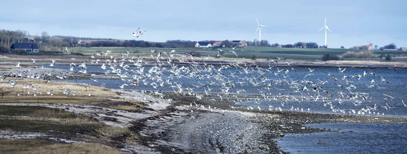 Morsø snævrer sig ind ved Dråby Vig. Af hensyn til fuglelivet blev Dråby Vig udlagt som vildtreservat i 1998.