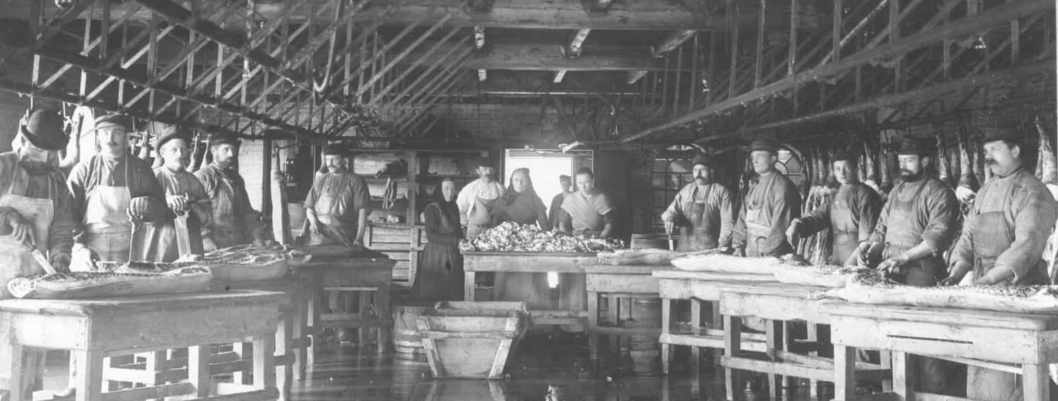 Opskæring af svin på Hjørring Amts Andelssvineslagteri, 1895-1900
