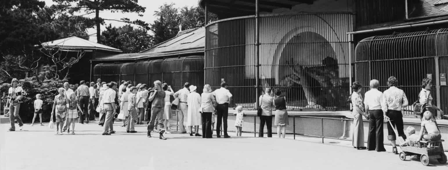 Rovdyranlægget i Zoologisk Have (ca. 1975)