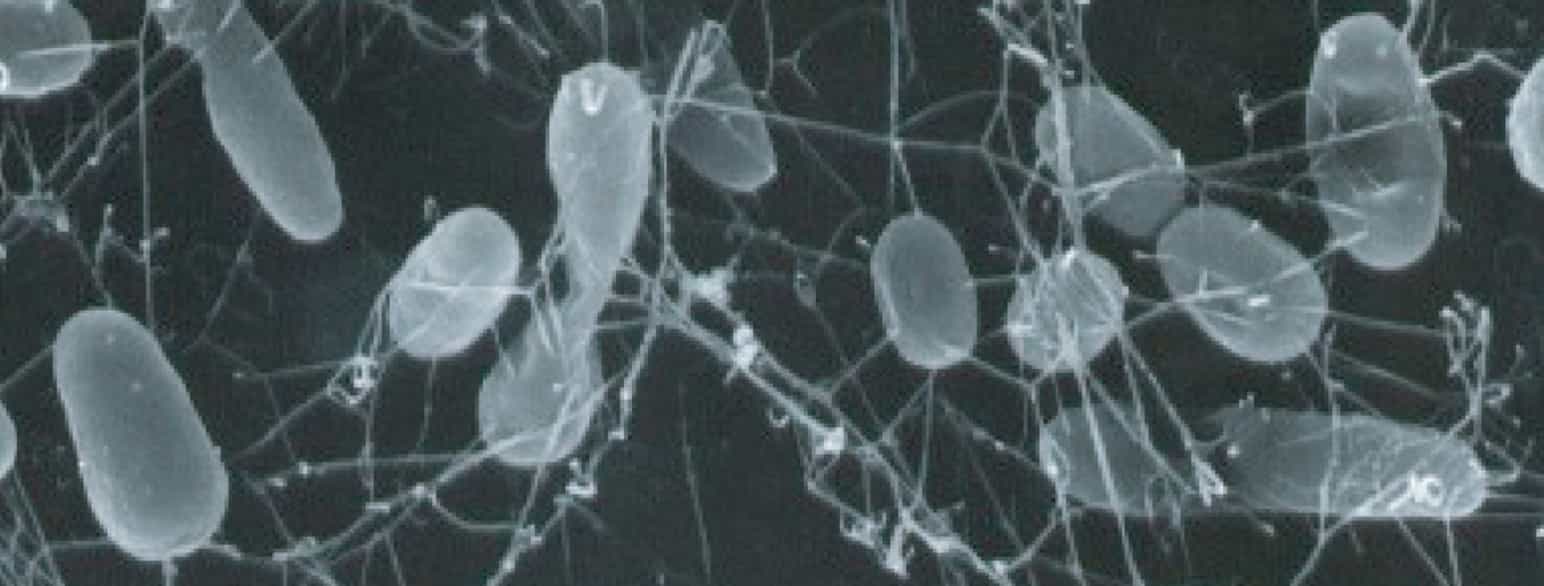 Termofile bakterier fra dybhavet