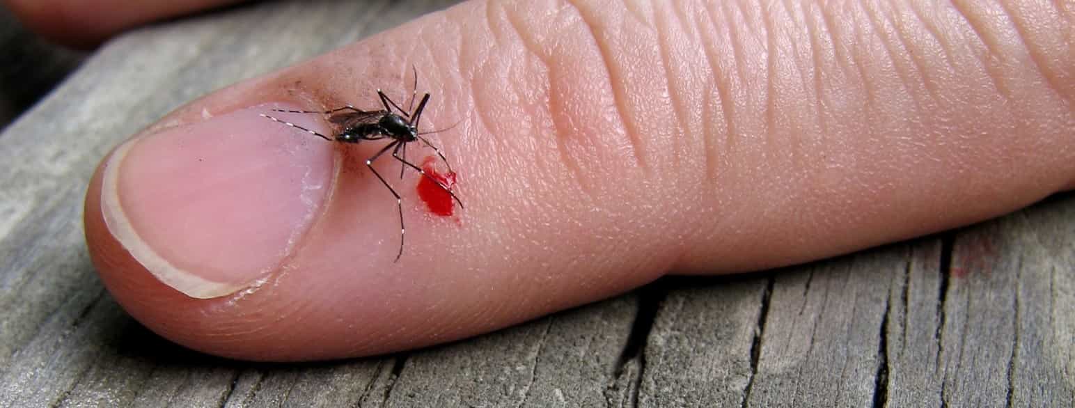 En myg i færd med at suge blod, 2006