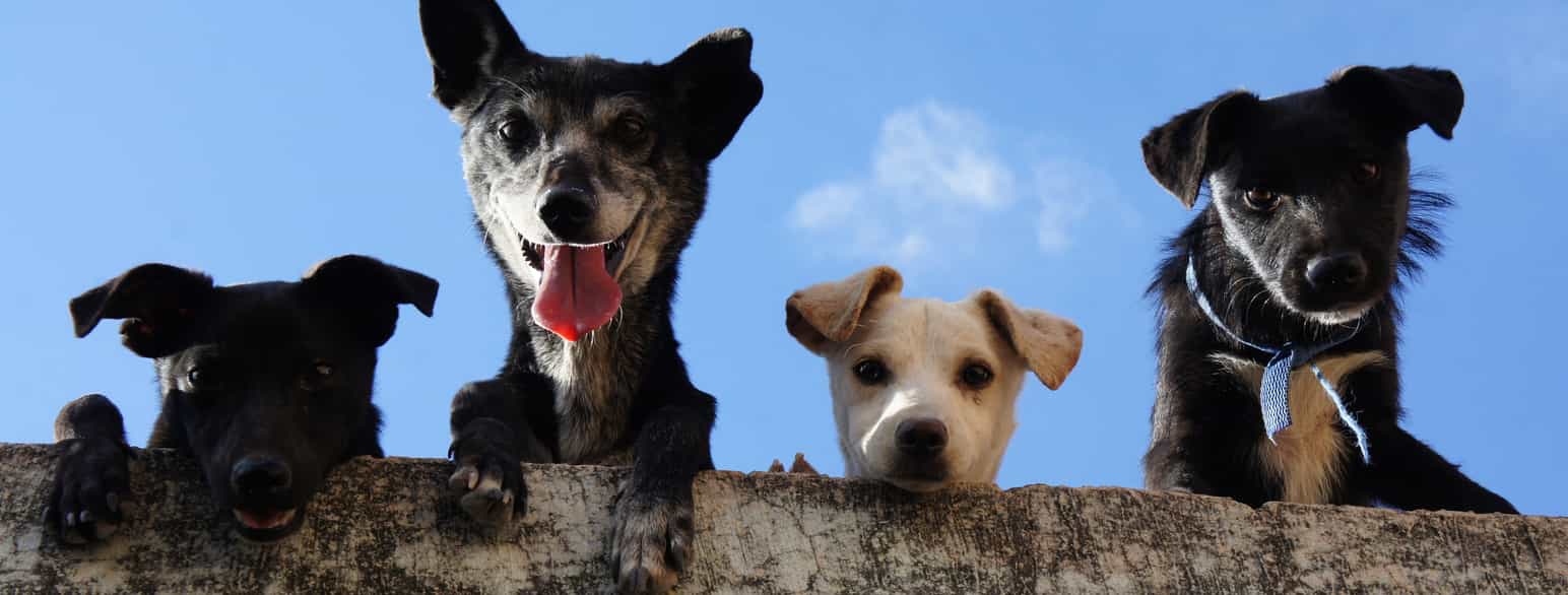 blive imponeret Verdensrekord Guinness Book kompakt hunde | lex.dk – Den Store Danske