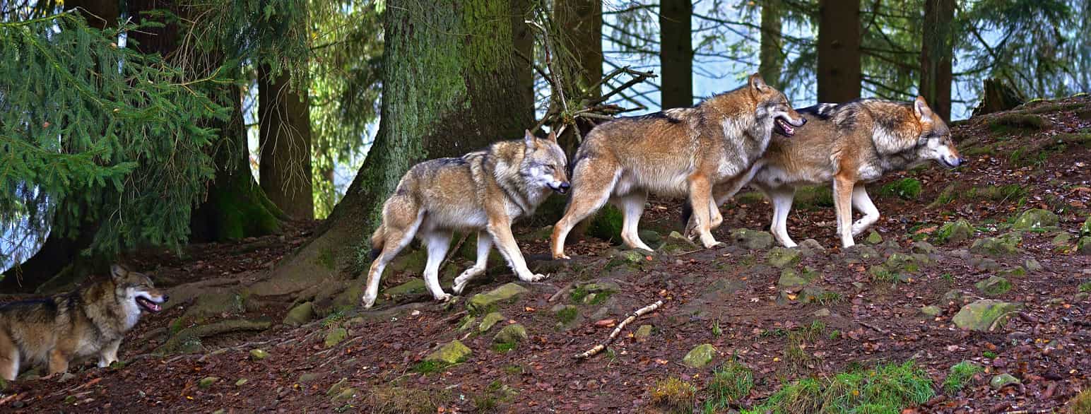 Grå ulve (Canis lupus) er medlemmer af hundefamilien.