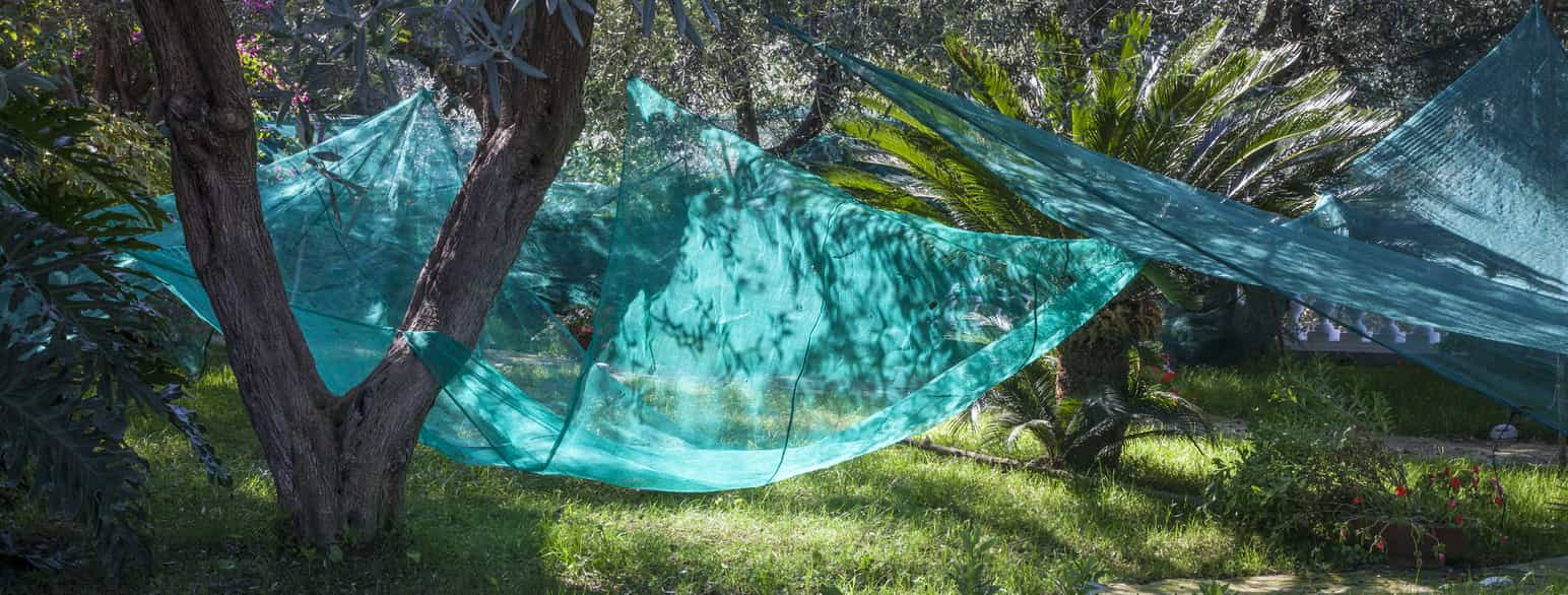 Net udspændt under oliventræer til opsamling af oliven